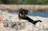 YORKSHIRE TERRIER 271